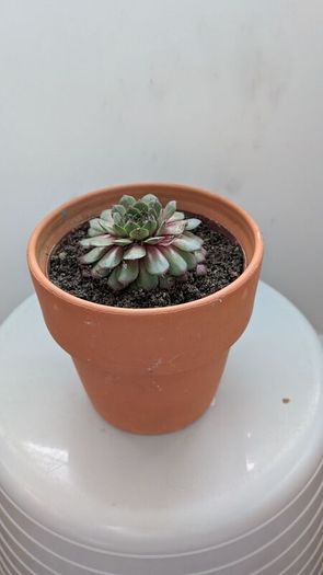 Sempervivum "Hens and Chicks" Succulent - Terracotta Pot - Galway - Pickup Only