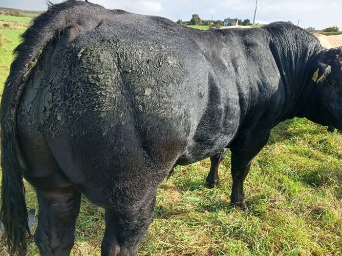 Bull