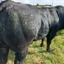 Bull Image 2