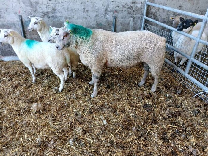 Charolais  hogget ram