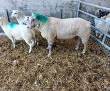 Charolais  hogget ram