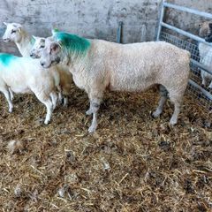 Charolais  hogget ram