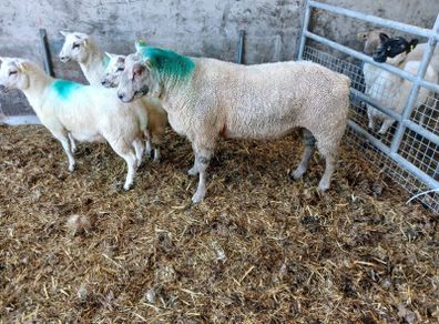 Charolais  hogget ram
