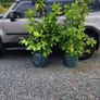 Shelter Hedging Laurel 4 ft just 5 euro Image 6
