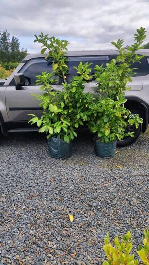 Shelter Hedging Laurel 4 ft just 5 euro