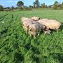 Quality Charolais and Texel hogget rams Image 2