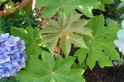 Tetrapanax rex
