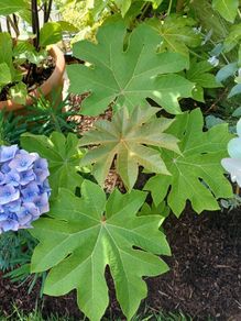 Tetrapanax rex
