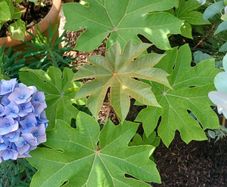 Tetrapanax rex