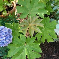 Tetrapanax rex