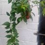 flowerAeschynanthus 'Mona Lisa' Image 4