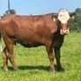 5 star heifer and heifer calf Image 4