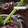 Monstera Burle Marx Flame rooting Image 4
