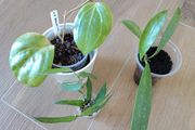 Hoya Sarawak Pink, Pandurata and Griffithii Splash