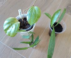 Hoya Sarawak Pink, Pandurata and Griffithii Splash