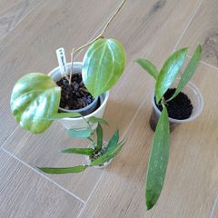 Hoya Sarawak Pink, Pandurata and Griffithii Splash