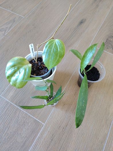 Hoya Sarawak Pink, Pandurata and Griffithii Splash