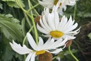 Flowers perennial daisies