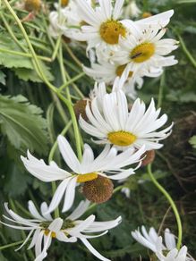 Flowers perennial daisies