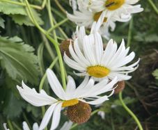 Flowers perennial daisies