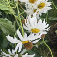 Flowers perennial daisies