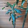 Two flowers, dracaena fragrans Image 2