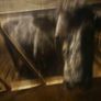 Foster Cow Image 3