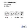 (S) Statice Mixed Seeds 0.3g (883690) Image 5