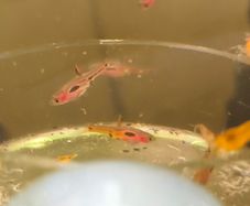 Phoenix rasbora