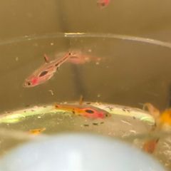 Phoenix rasbora
