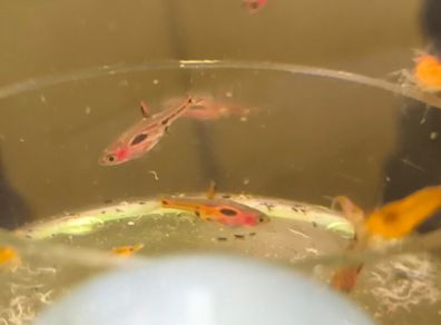 Phoenix rasbora