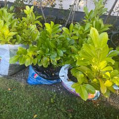 Laurel hedging