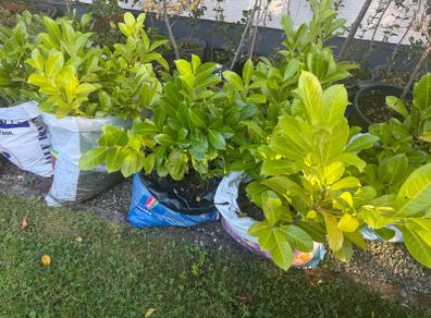 Laurel hedging