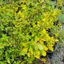 Large Evergreen Flowering Shrubs Image 4