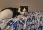 Missing Cat in Ennis