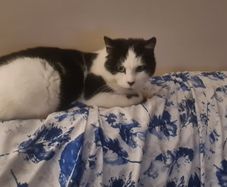 Missing Cat in Ennis