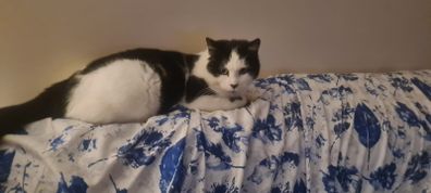Missing Cat in Ennis