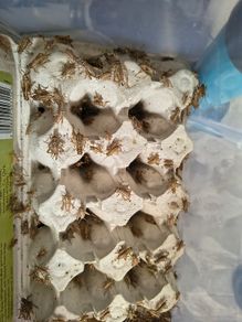 crickets reptile food