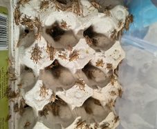 crickets reptile food