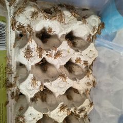 crickets reptile food