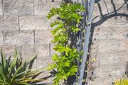 wisteria