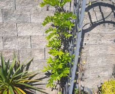 wisteria