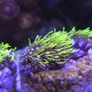 GSP Marine Coral Image 2