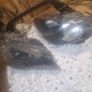 Bmw x5 headlights Image 3