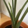 large plant elephants ear Image 4
