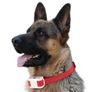 Rechargeable Dog Collar Anti Bark Pet Training Stop Barking Citronella Spray Image 3
