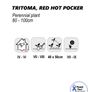 (T) Tritoma Red Hot Poker Seeds 0.3g (883737) Image 5