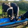 3 bulls Image 3
