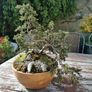 Bonsai tree Image 3