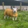 Pedigree texel ram lambs and ewe lamb for sale Image 5